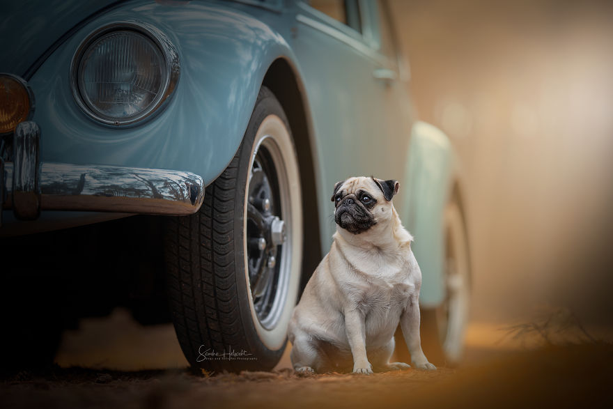 Pug Guarding The Bug