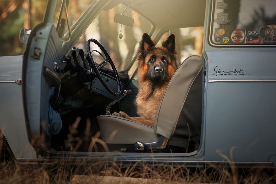 German Shepherd In His Vw Classic