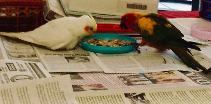 Sun Conure Not Sharing With Baby Cockatiel