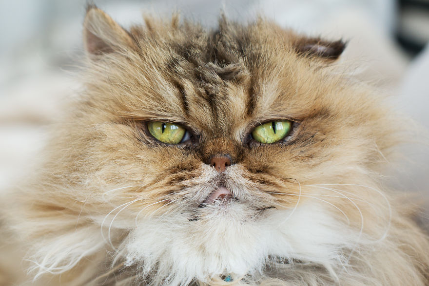 I Photograph Ladies With Their Cats To Debunk The Crazy Cat Lady Stereotype, And Here Are My Favorite Photos (16 Pics) I Photograph Ladies With Their Cats To Debunk The Crazy Cat Lady Stereotype, And Here Are My Favorite Photos (16 Pics)