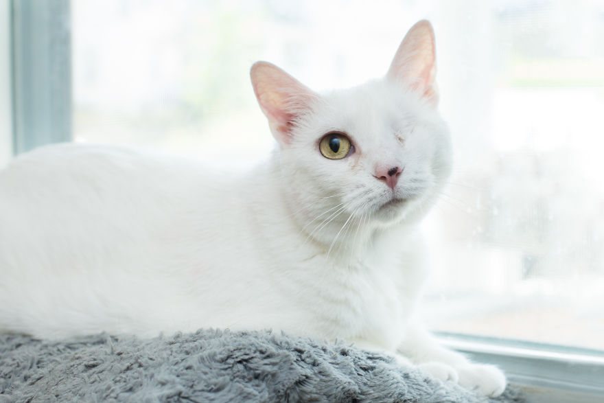 I Photograph Ladies With Their Cats To Debunk The Crazy Cat Lady Stereotype, And Here Are My Favorite Photos (16 Pics) I Photograph Ladies With Their Cats To Debunk The Crazy Cat Lady Stereotype, And Here Are My Favorite Photos (16 Pics)