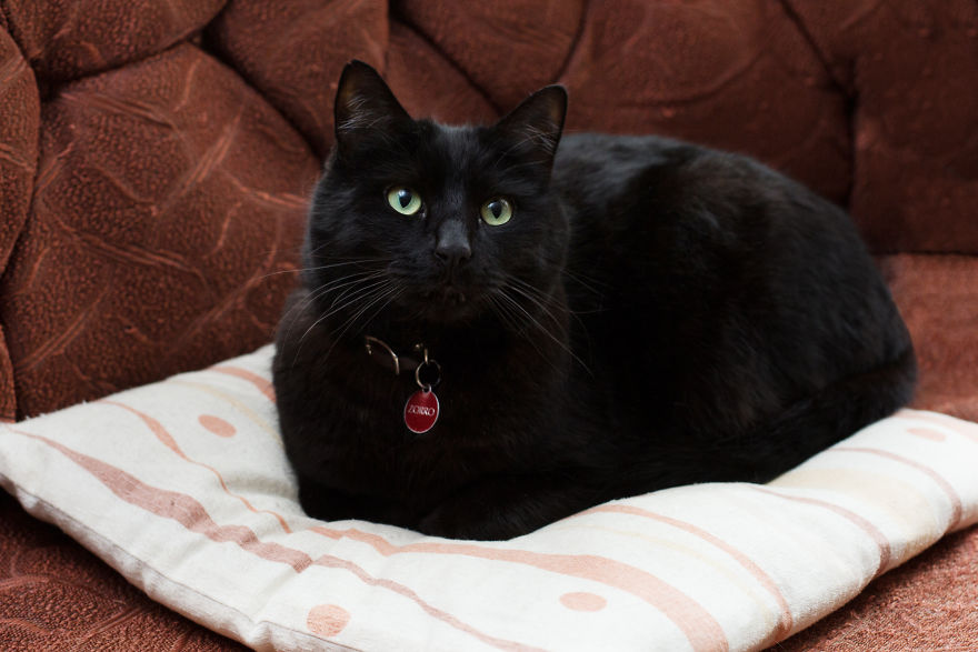 I Photograph Ladies With Their Cats To Debunk The Crazy Cat Lady Stereotype, And Here Are My Favorite Photos (16 Pics)