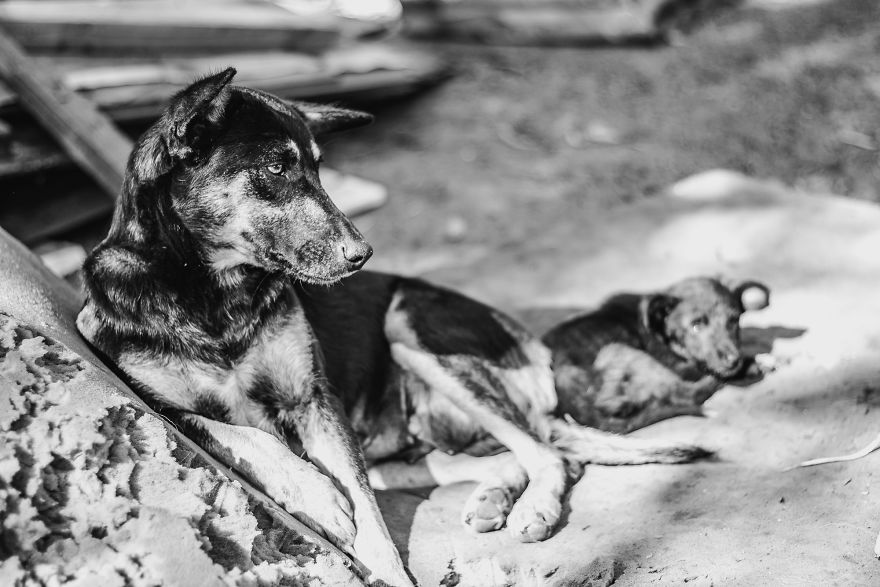 I Followed A Rescue Organisation Around An Informal Settlement In South Africa With My Camera
