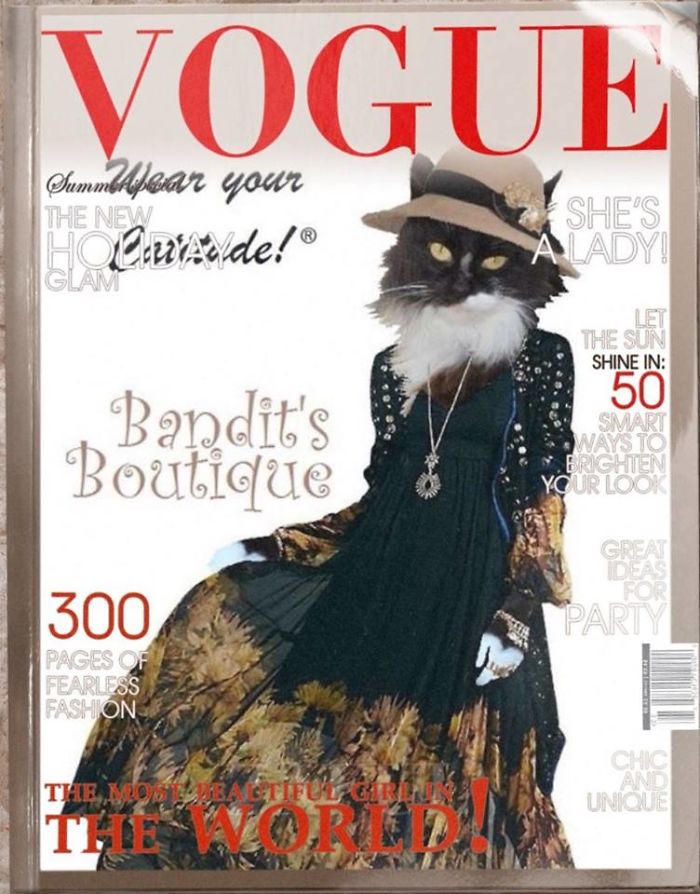 Bandit Is A Little Fashionista