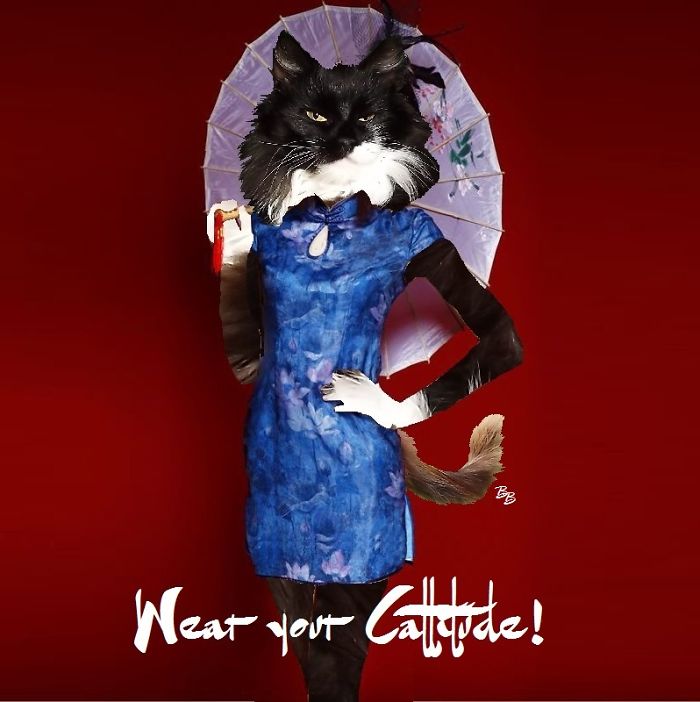 Bandit Is Very Haughty