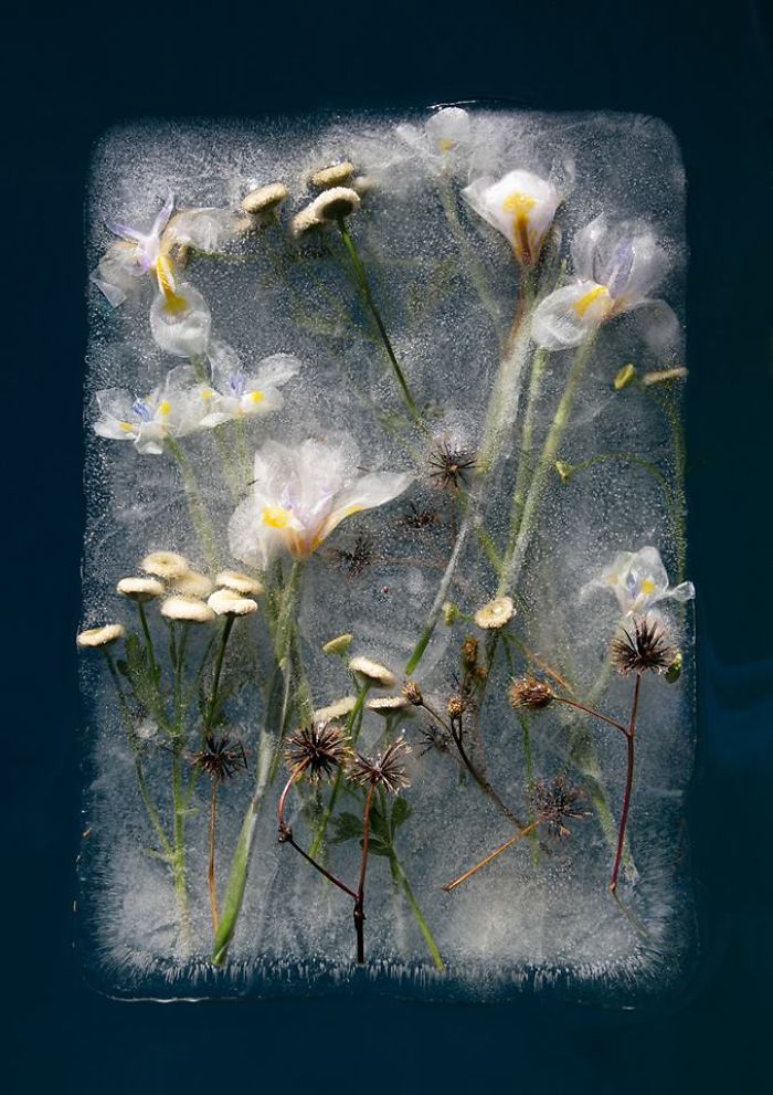 I Photograph Flowers In Ice