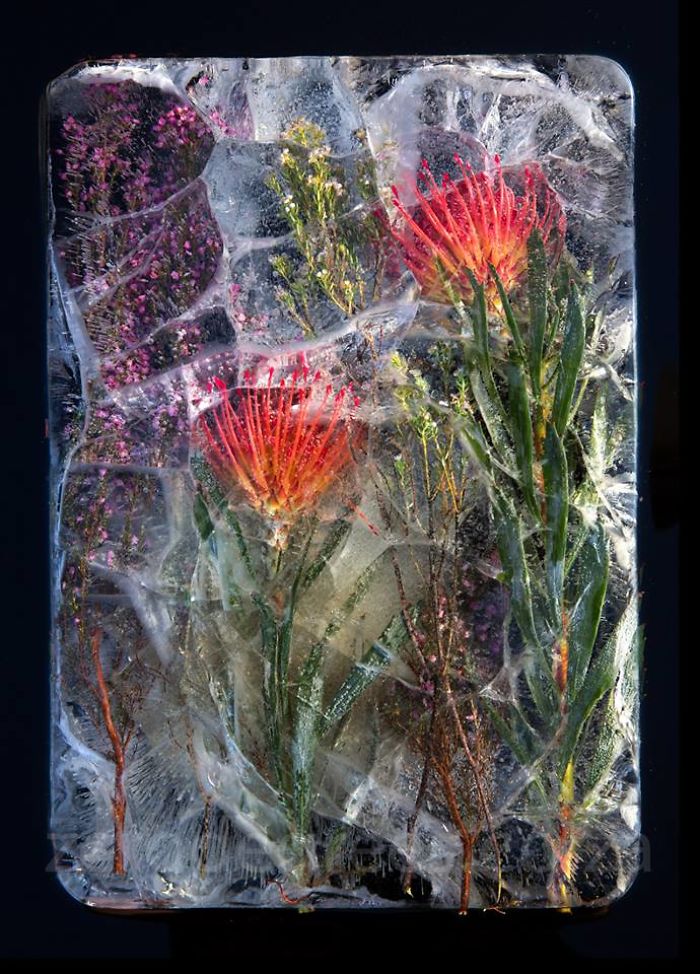 I Photograph Flowers In Ice