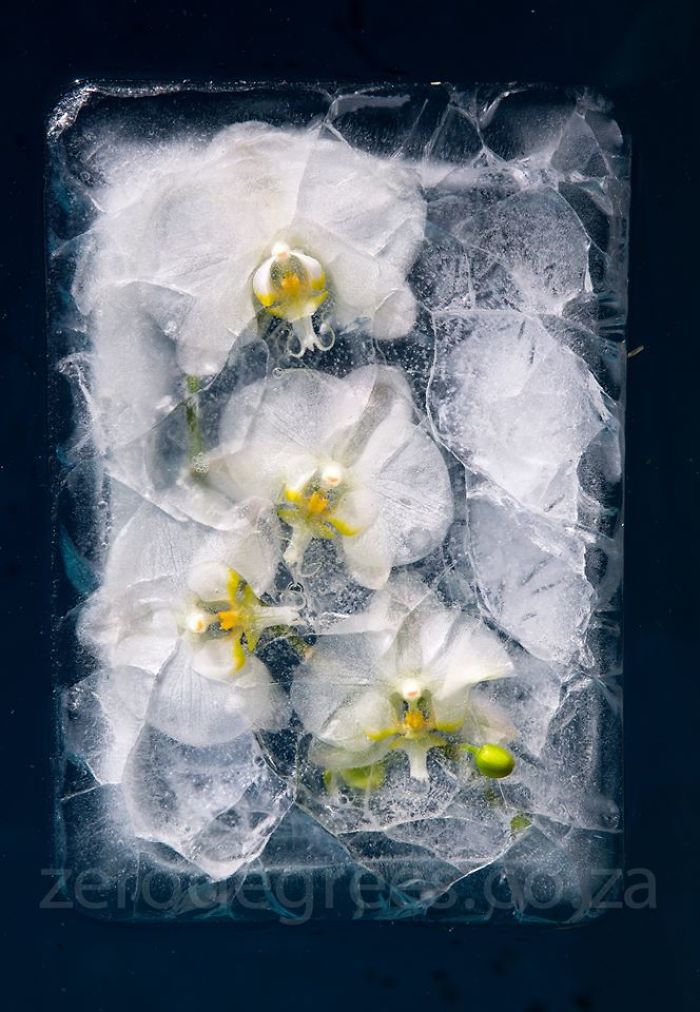 I Photograph Flowers In Ice