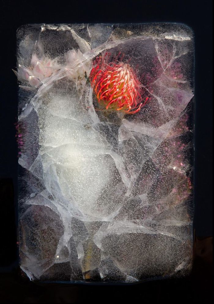 I Photograph Flowers In Ice