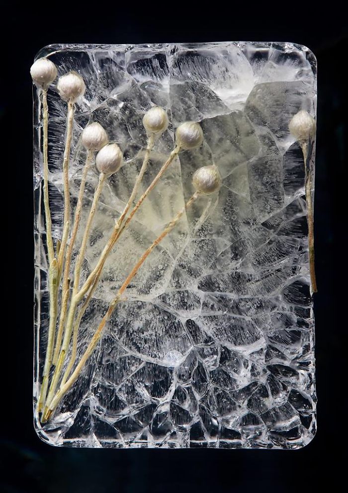 I Photograph Flowers In Ice