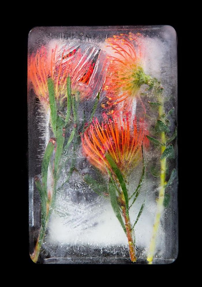I Photograph Flowers In Ice