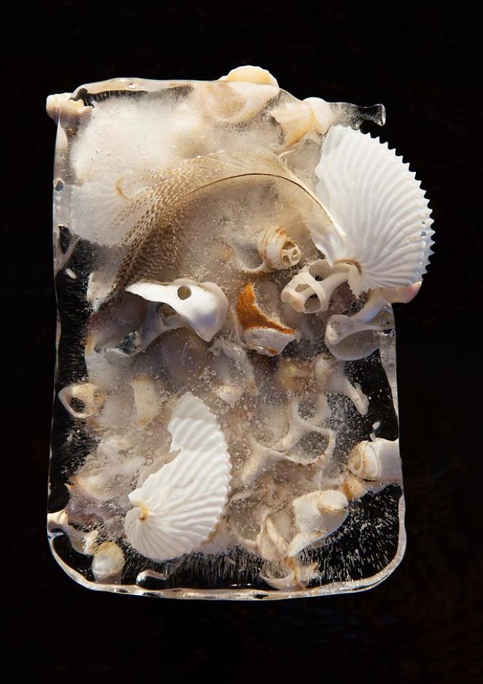 I Photograph Flowers In Ice