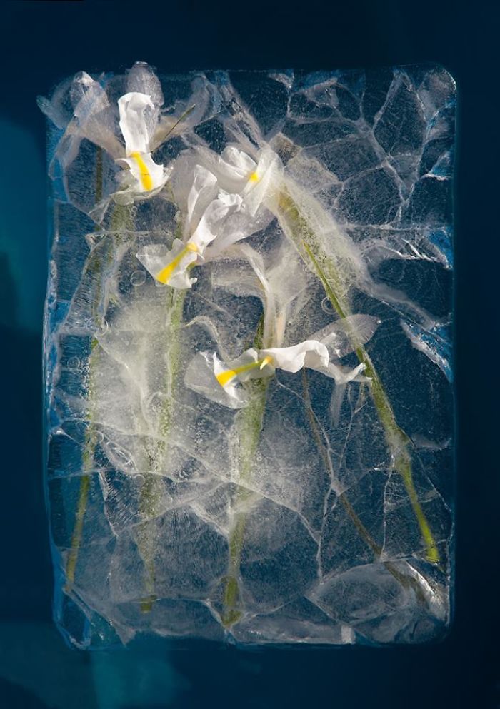 I Photograph Flowers In Ice