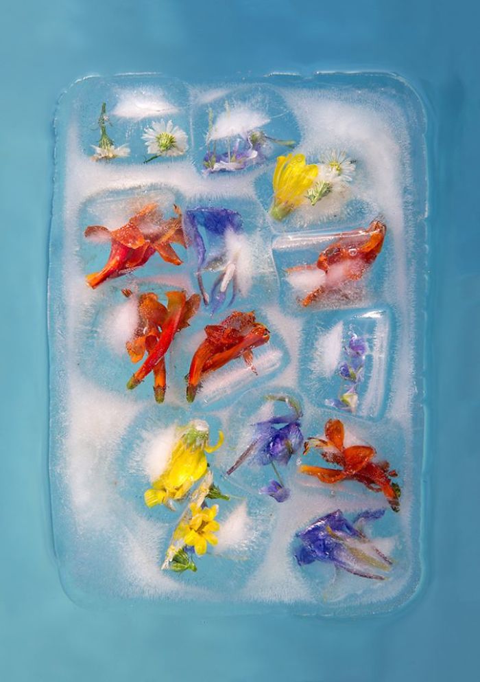 I Photograph Flowers In Ice