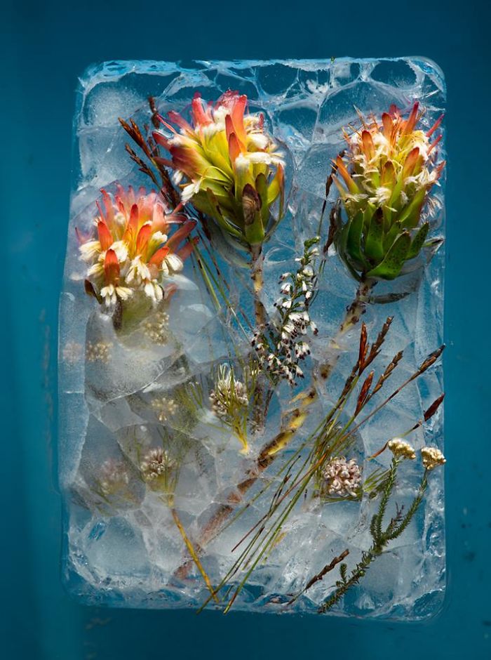I Photograph Flowers In Ice