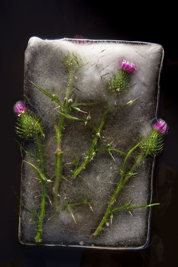 I Photograph Flowers In Ice