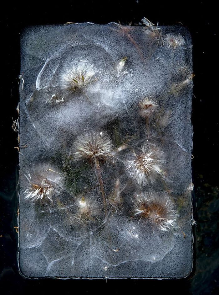 I Photograph Flowers In Ice