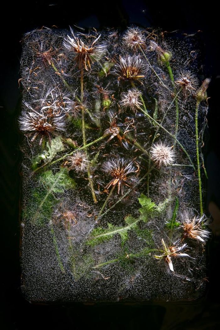 I Photograph Flowers In Ice