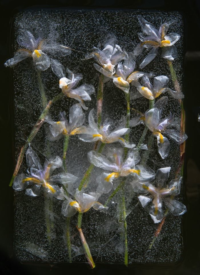 I Photograph Flowers In Ice