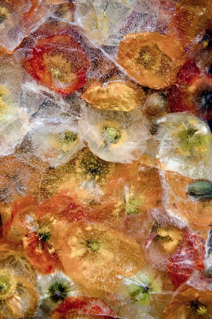 I Photograph Flowers In Ice