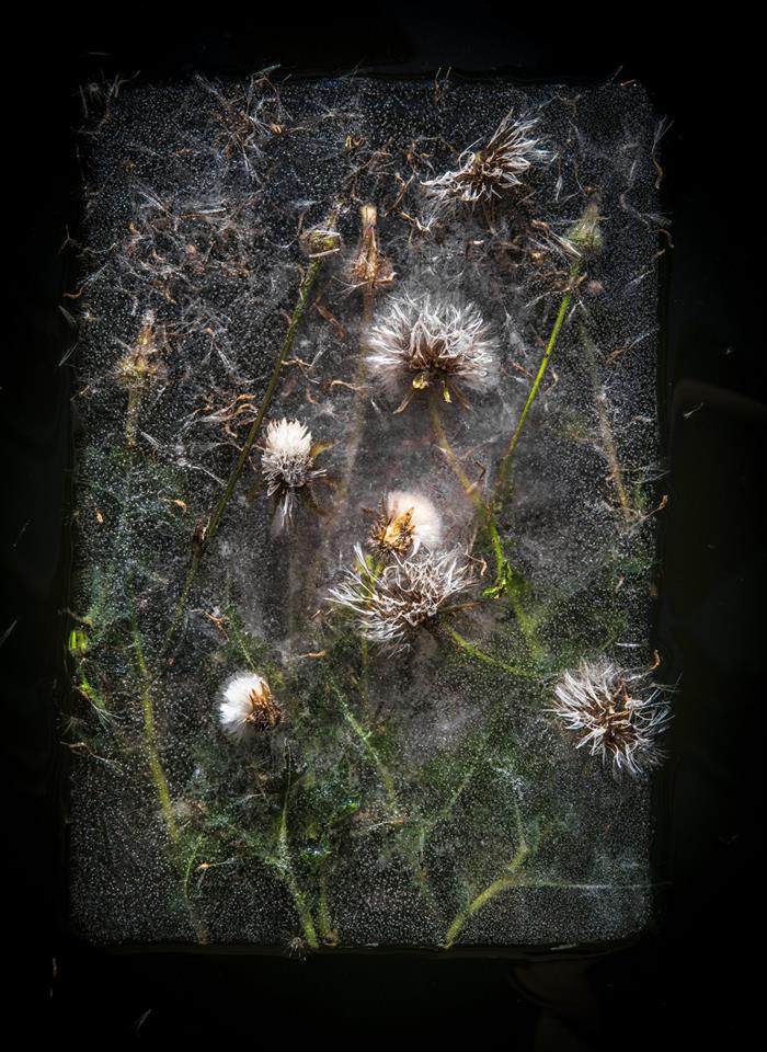 I Photograph Flowers In Ice