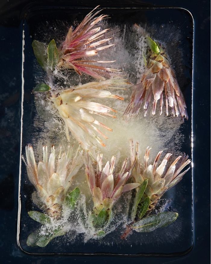 I Photograph Flowers In Ice