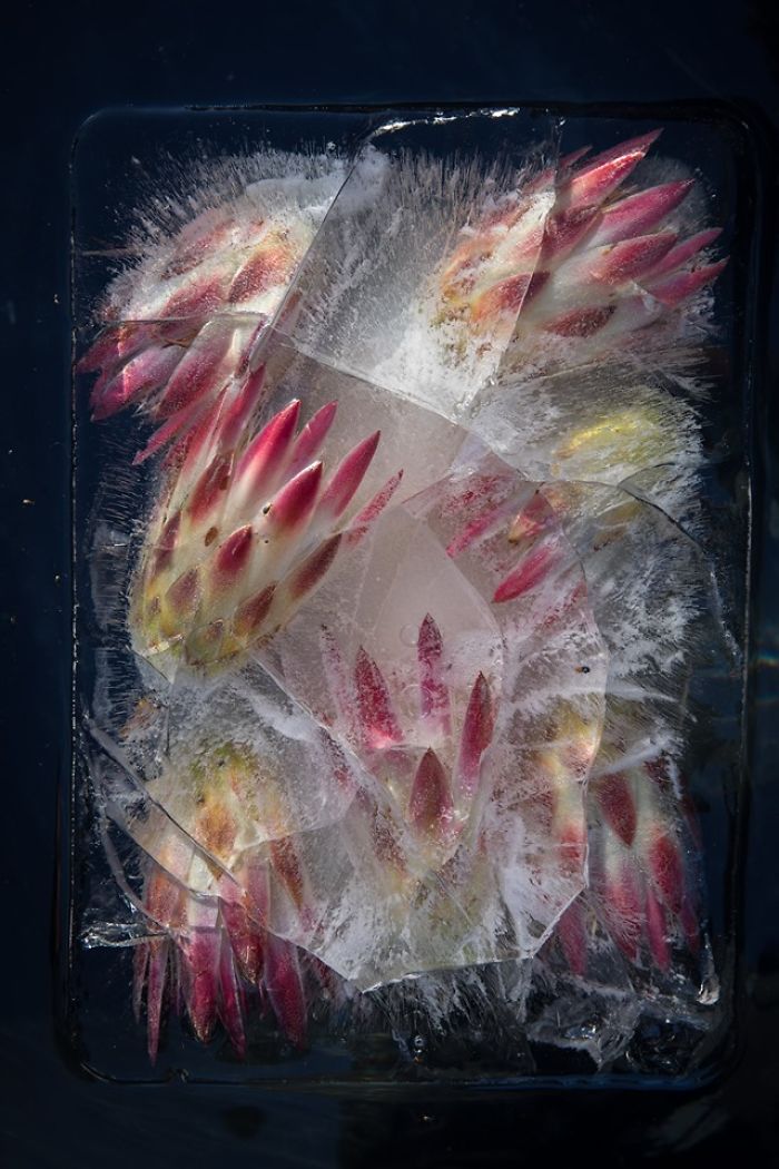 I Photograph Flowers In Ice