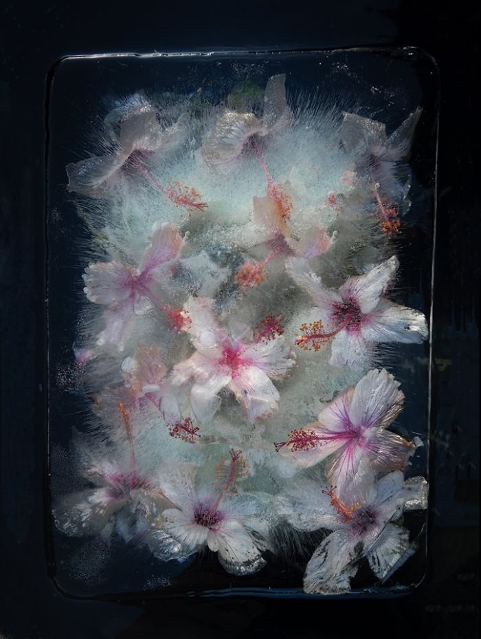 I Photograph Flowers In Ice