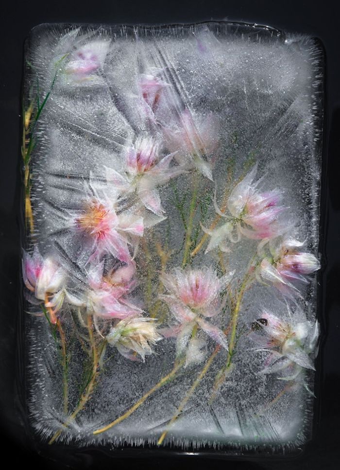 I Photograph Flowers In Ice
