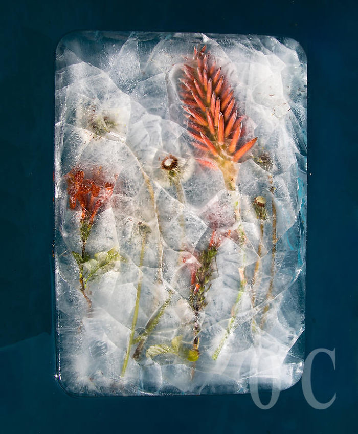 I Photograph Flowers In Ice