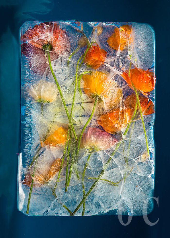 I Photograph Flowers In Ice