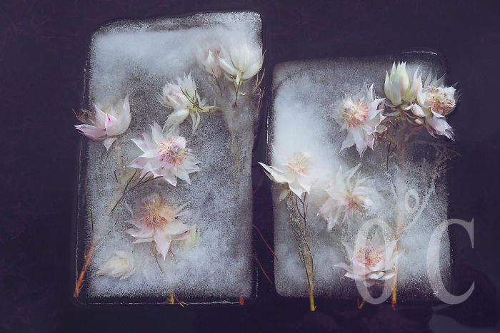 I Photograph Flowers In Ice