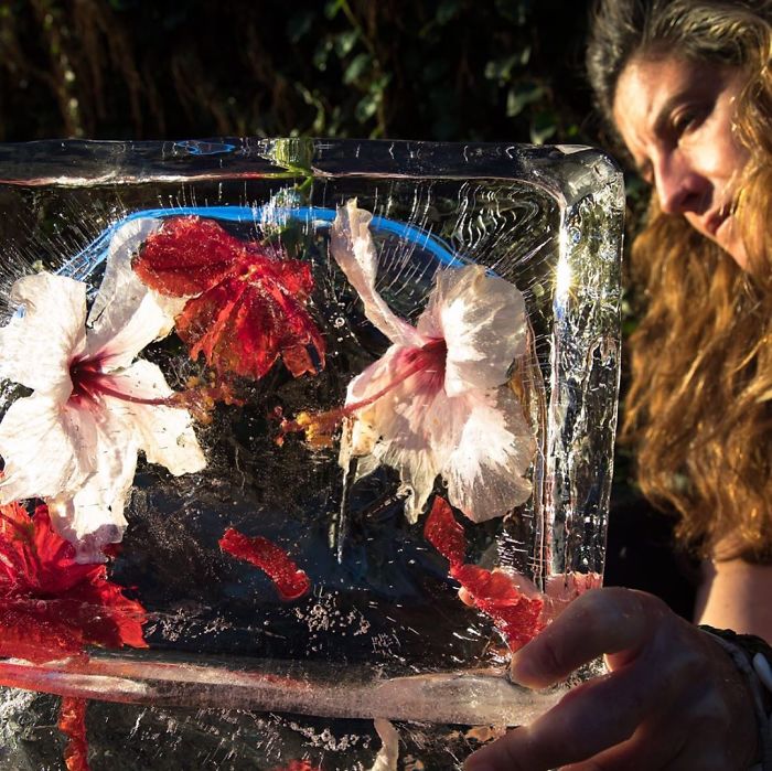 I Photograph Flowers In Ice