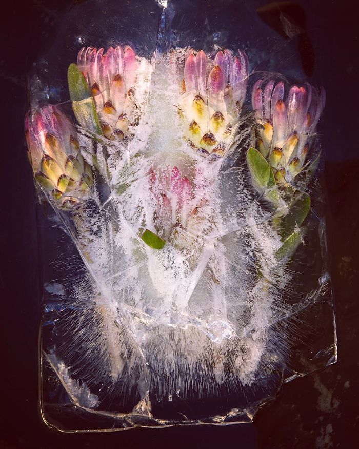I Photograph Flowers In Ice
