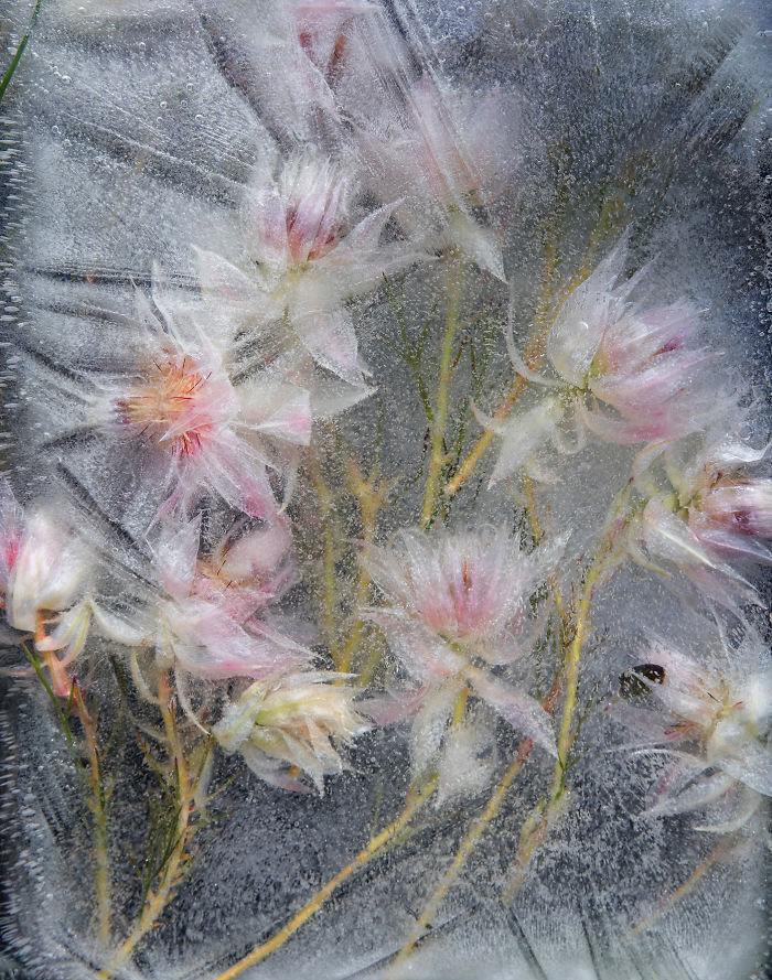 I Photograph Flowers In Ice