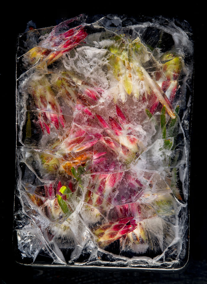 I Photograph Flowers In Ice