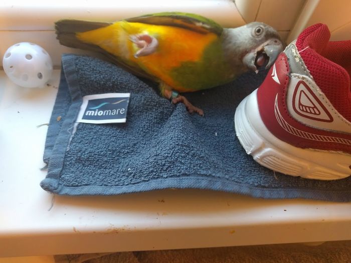 This Little Rascal Chewed My Shoe. That's His Face When Caught Red-Handed