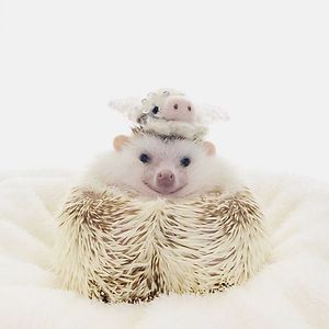 nakedhampster avatar