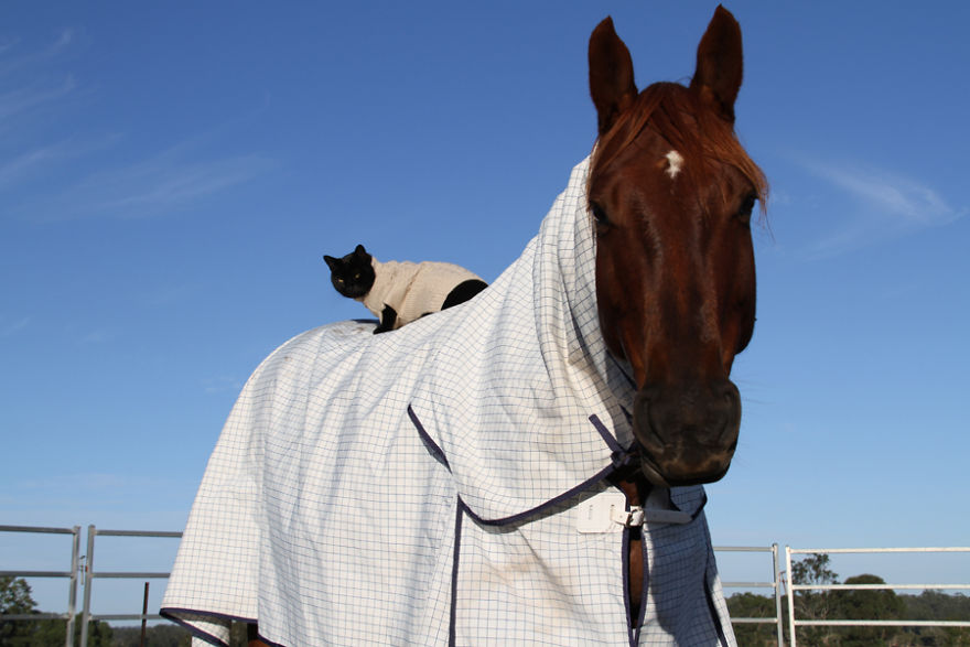 Here Are 22 Pics Of My Cat And Horse Who Have Been Inseparable Friends For The Last 6 Years Here Are 22 Pics Of My Cat And Horse Who Have Been Inseparable Friends For The Last 6 Years