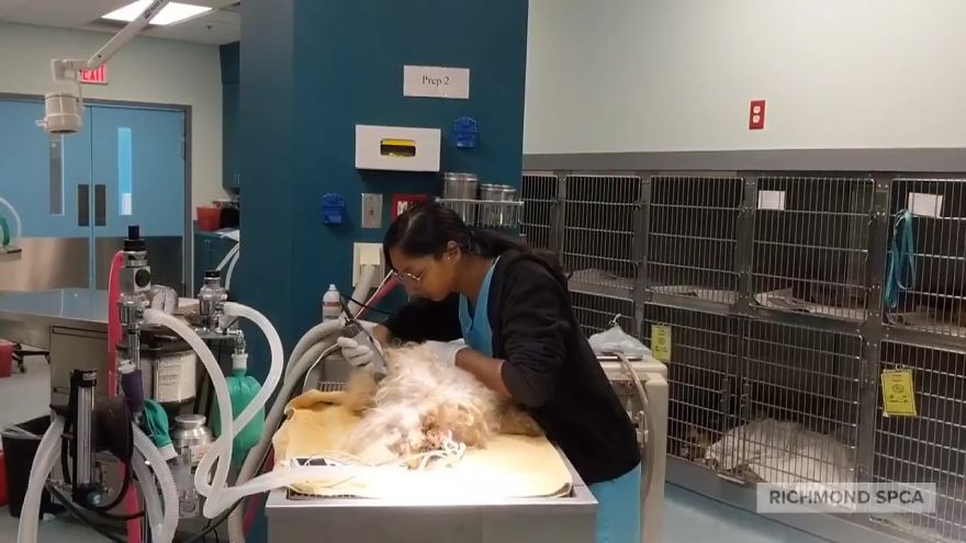 Dog Lives Under A Bed For Two Years, But Is Saved And Gets Life-Changing Makeover (7 Pics) Dog Lives Under A Bed For Two Years, But Is Saved And Gets Life-Changing Makeover (7 Pics)