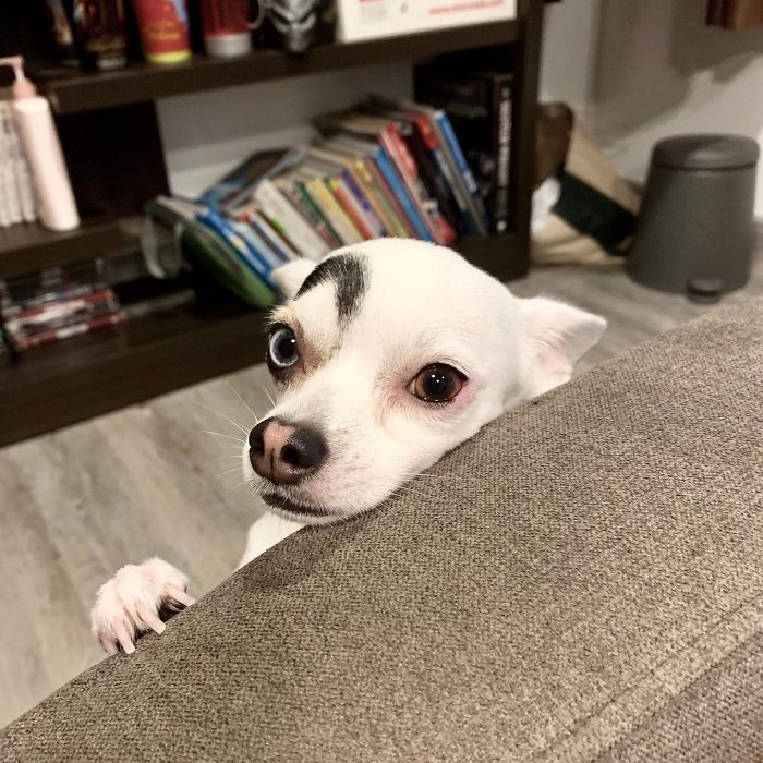 This Rescue Dog With Unique Features Is Taking Over The Internet This Rescue Dog With Unique Features Is Taking Over The Internet