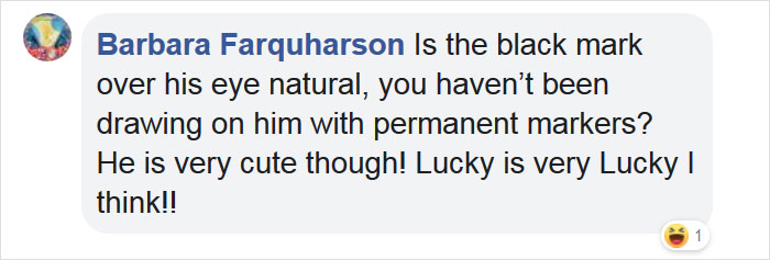 This Rescue Dog With Unique Features Is Taking Over The Internet This Rescue Dog With Unique Features Is Taking Over The Internet