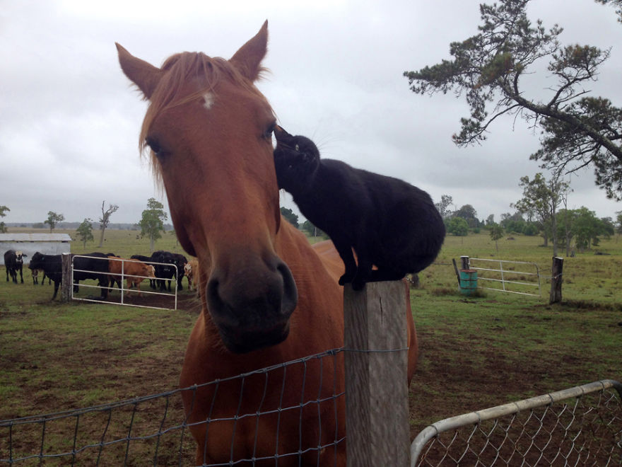 Here Are 22 Pics Of My Cat And Horse Who Have Been Inseparable Friends For The Last 6 Years Here Are 22 Pics Of My Cat And Horse Who Have Been Inseparable Friends For The Last 6 Years