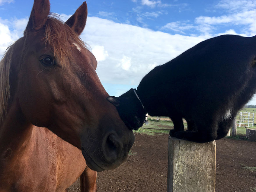 Here Are 22 Pics Of My Cat And Horse Who Have Been Inseparable Friends For The Last 6 Years Here Are 22 Pics Of My Cat And Horse Who Have Been Inseparable Friends For The Last 6 Years