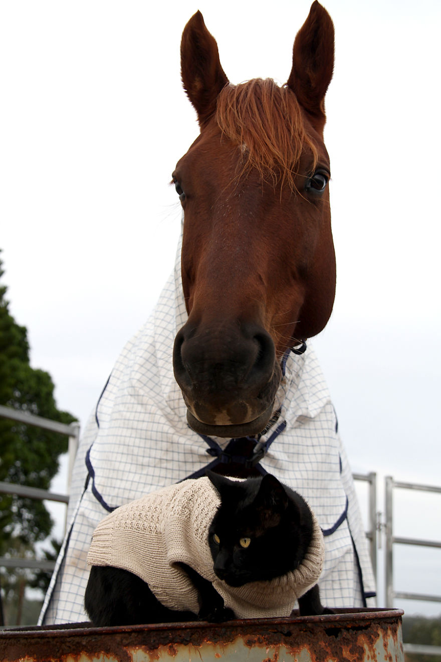 Here Are 22 Pics Of My Cat And Horse Who Have Been Inseparable Friends For The Last 6 Years Here Are 22 Pics Of My Cat And Horse Who Have Been Inseparable Friends For The Last 6 Years