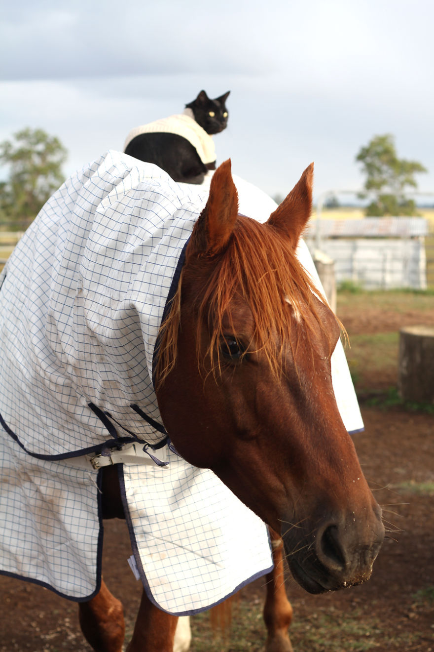 Here Are 22 Pics Of My Cat And Horse Who Have Been Inseparable Friends For The Last 6 Years Here Are 22 Pics Of My Cat And Horse Who Have Been Inseparable Friends For The Last 6 Years