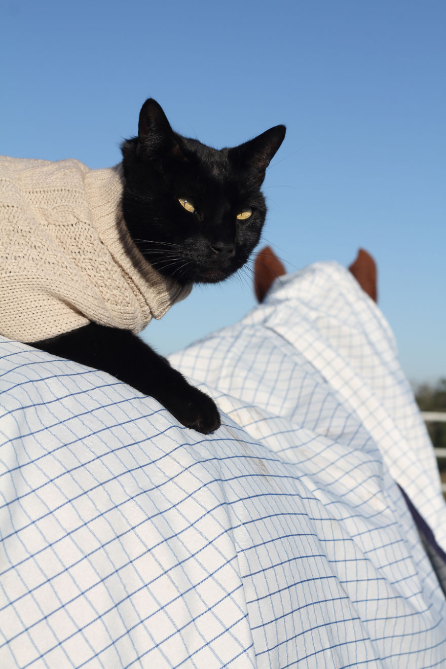 Here Are 22 Pics Of My Cat And Horse Who Have Been Inseparable Friends For The Last 6 Years Here Are 22 Pics Of My Cat And Horse Who Have Been Inseparable Friends For The Last 6 Years