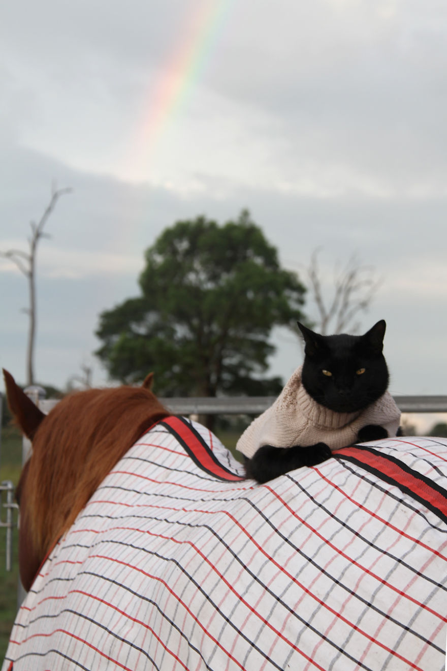 Here Are 22 Pics Of My Cat And Horse Who Have Been Inseparable Friends For The Last 6 Years Here Are 22 Pics Of My Cat And Horse Who Have Been Inseparable Friends For The Last 6 Years