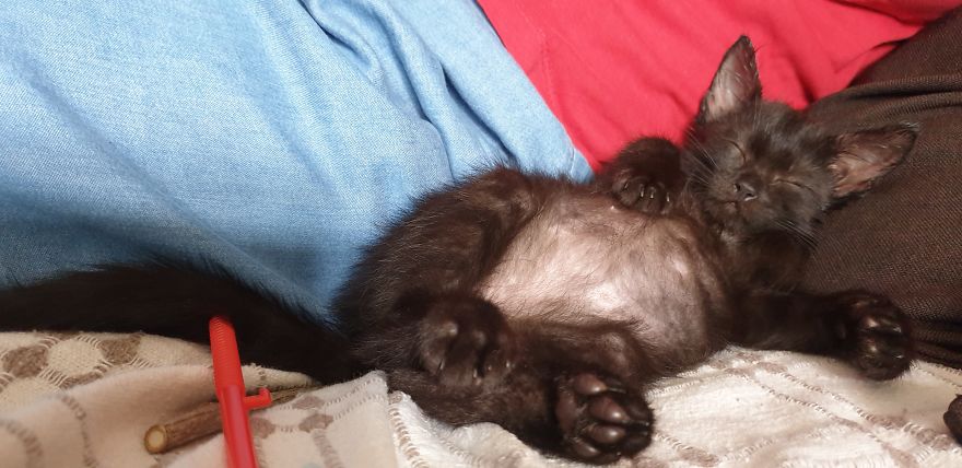 Our Warrior Cat Shuri Has A Baby Brother Now, Another Black Kitten That Was In Desperate Need Of Rescue Our Warrior Cat Shuri Has A Baby Brother Now, Another Black Kitten That Was In Desperate Need Of Rescue
