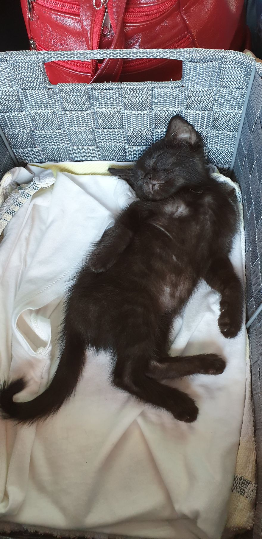 Our Warrior Cat Shuri Has A Baby Brother Now, Another Black Kitten That Was In Desperate Need Of Rescue
